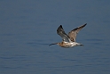 Curlew
